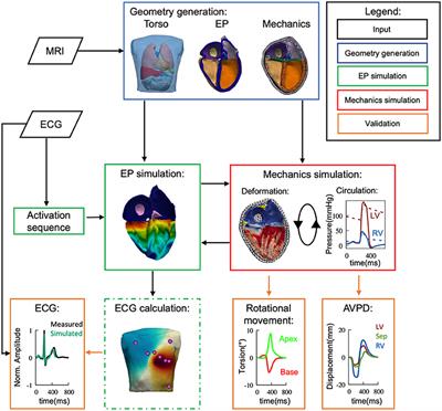 Frontiers | A Fully-Coupled Electro-Mechanical Whole-Heart ...